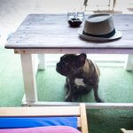 Bulldog escondido de baixo mesa