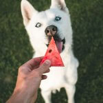 Cão lambendo melancia