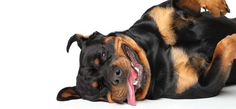 Scared Rottweiler Rottweiler - Veja seus possíveis problemas de saúde - Blog Dr Pet