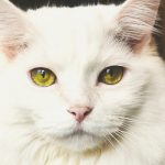 gato branco olhos verdes