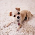 Chihuahua em cima de tapete felpudo branco