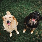 Cães sorrindo