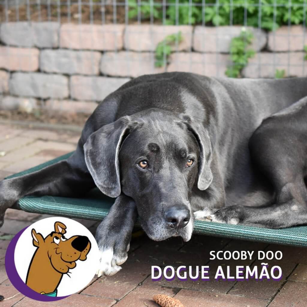 10 cães famosos dos desenhos e suas raças - Blog Dr Pet