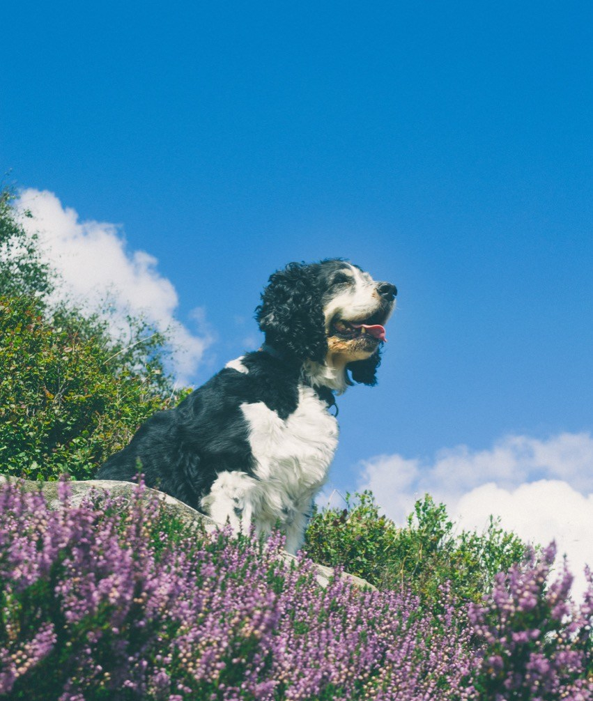 Cão no campo com flores