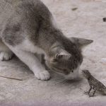 Gato brincando com lagartixa