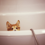 Cão na banheira