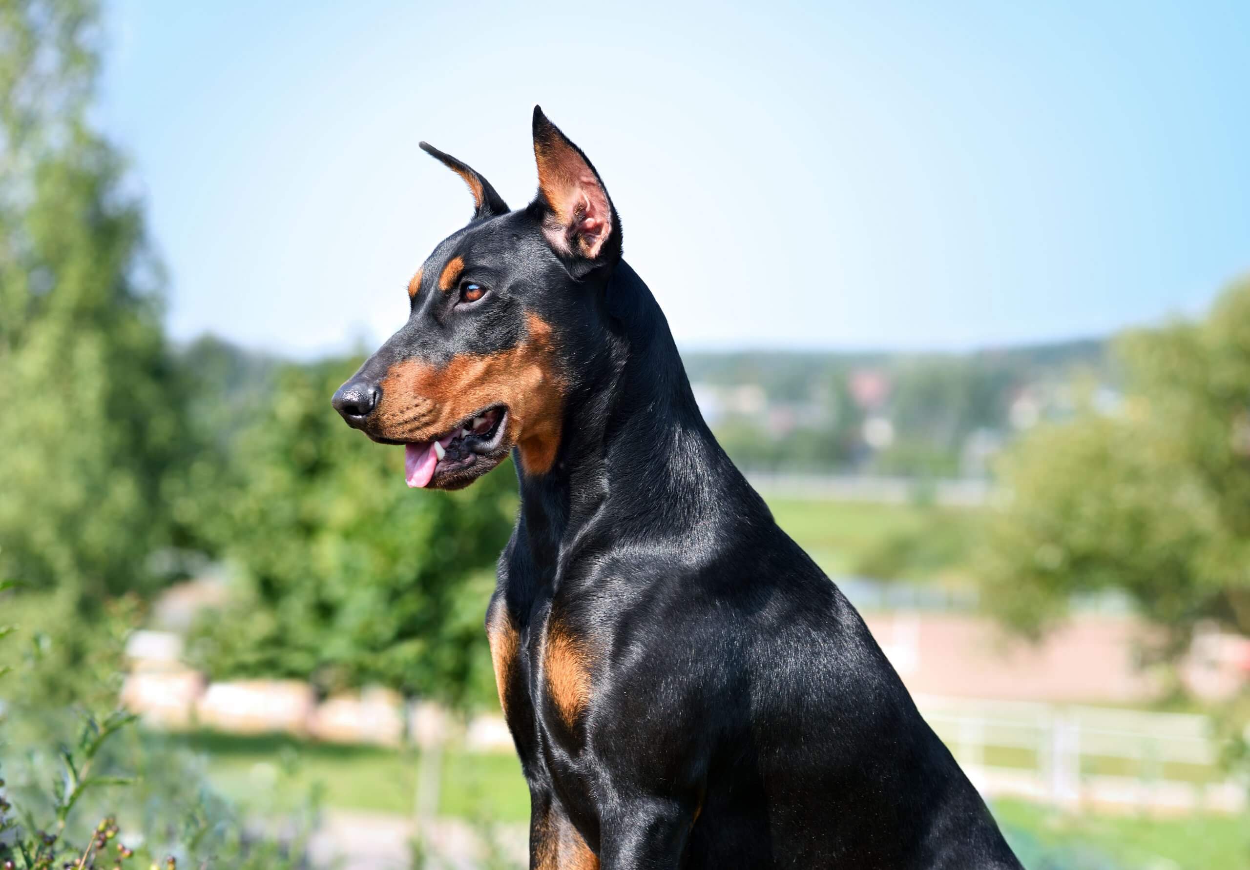 20 cães com as mordidas mais fortes do mundo - Blog Dr Pet