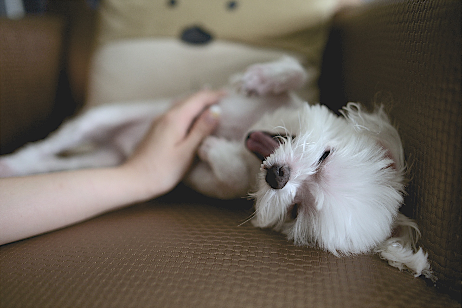 Cão deitando sofá sorrindo ao carinho