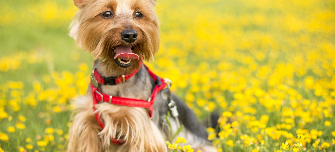 cão yorkshire brincando campo florido