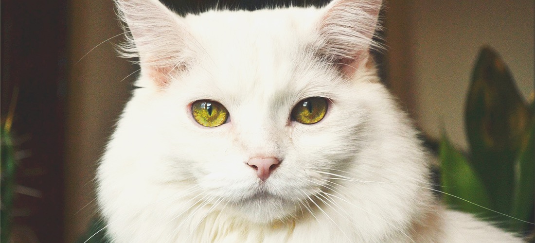 gato branco olhos verdes