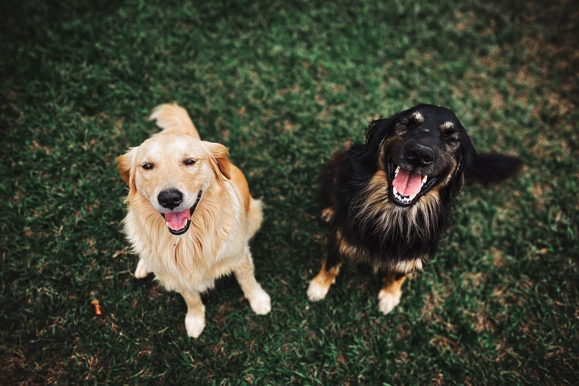 Cães sorrindo