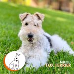 Imagem de Fox Terrier com outra imagem menor em formato de circulo com o cão Milou