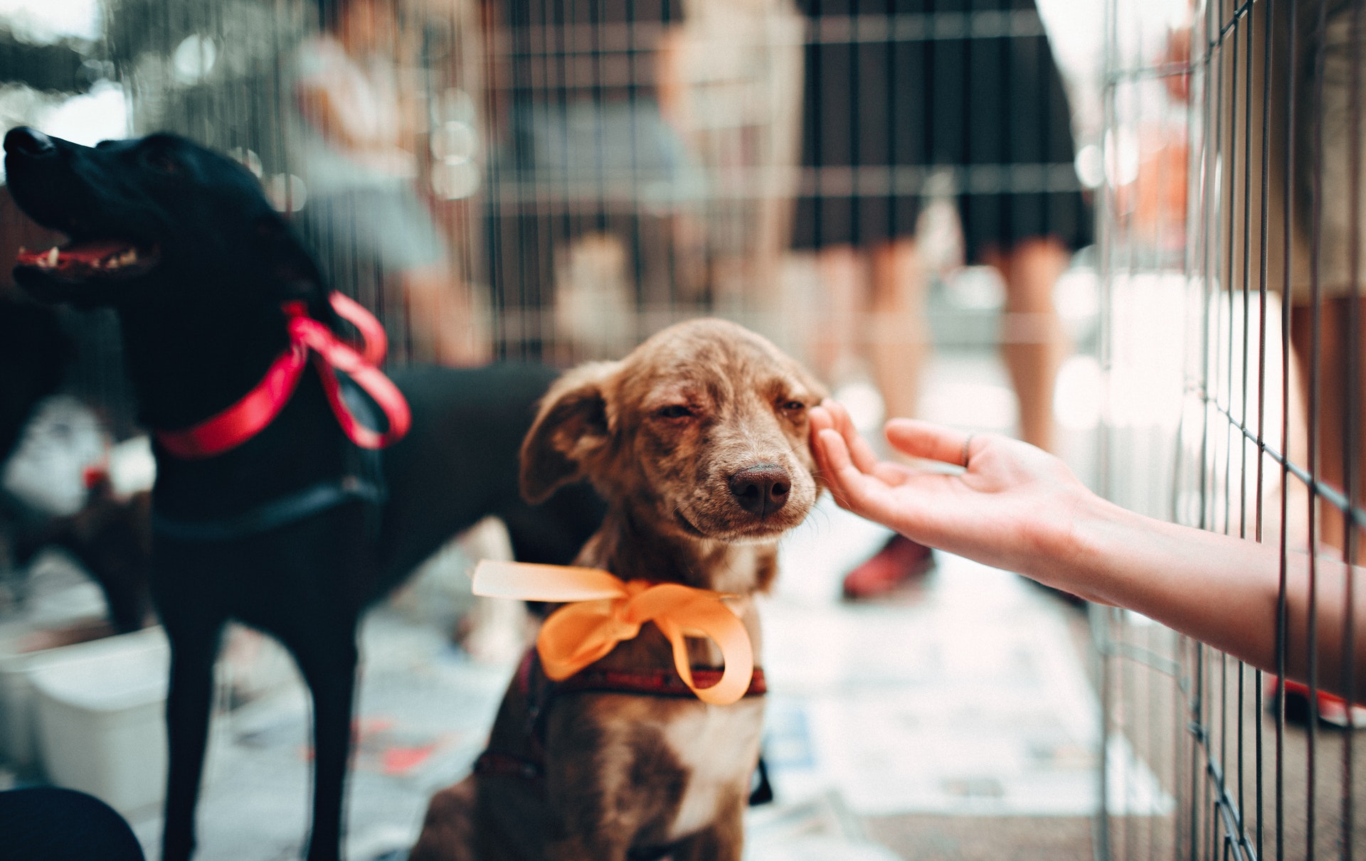 Alguém está passando a mão em um cãozinho triste cor de mel com laço laranja no pescoço. É visto ao fundo um cão negro com laço rosa no pescoço.