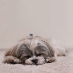 Gastroenterite em pets: o que é e como diagnosticar - Doutor Pet - Plano de Saúde para Cães e Gatos