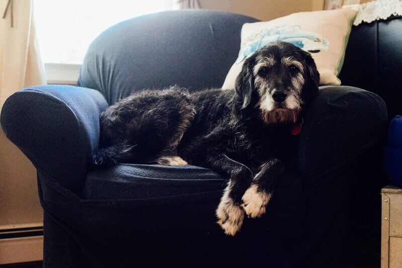 Cão pelagem preta sentado sofá azul