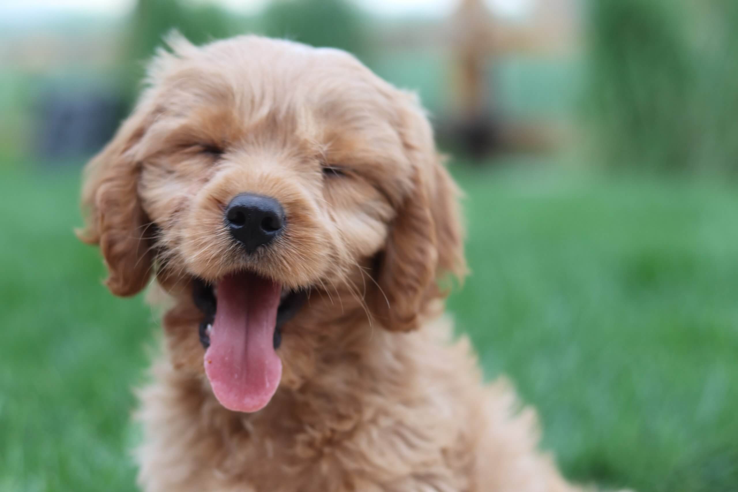 Filhote de cão feliz