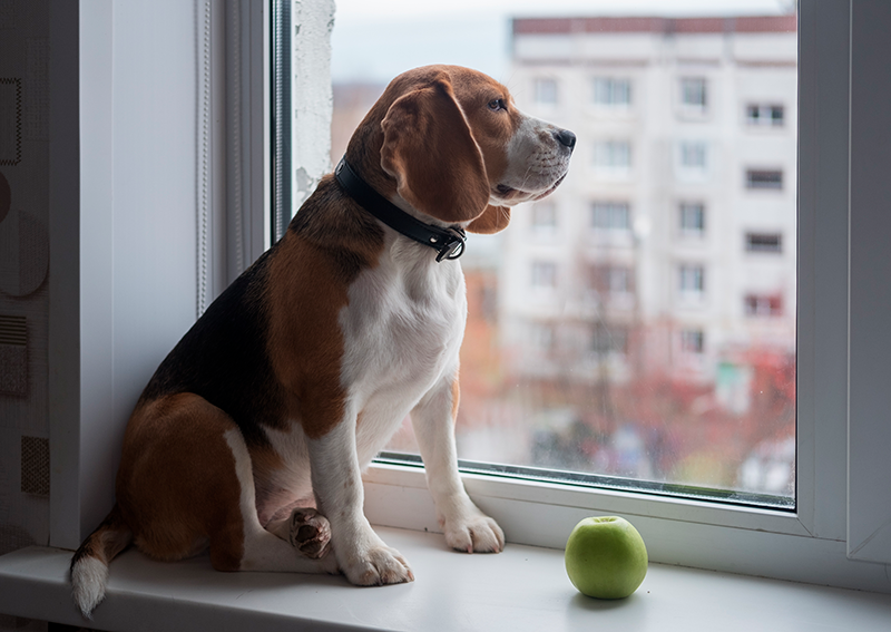 Cachorro Apartamento - Doutor Pet - Planos de Saúde para Cães e Gatos