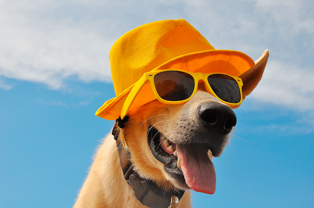 Cão Verão - Doutor Pet - Planos de Saúde para Cães e Gatos