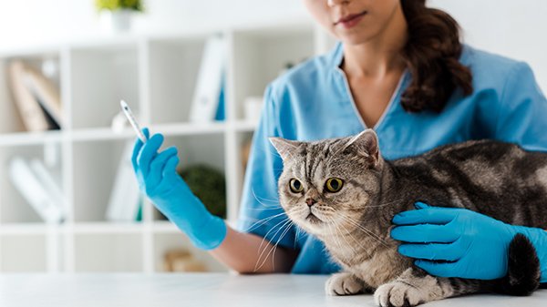 Gato sendo vacinado